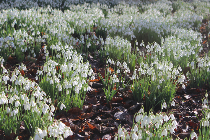 Snowdrops - Rococo Garden, Painswick