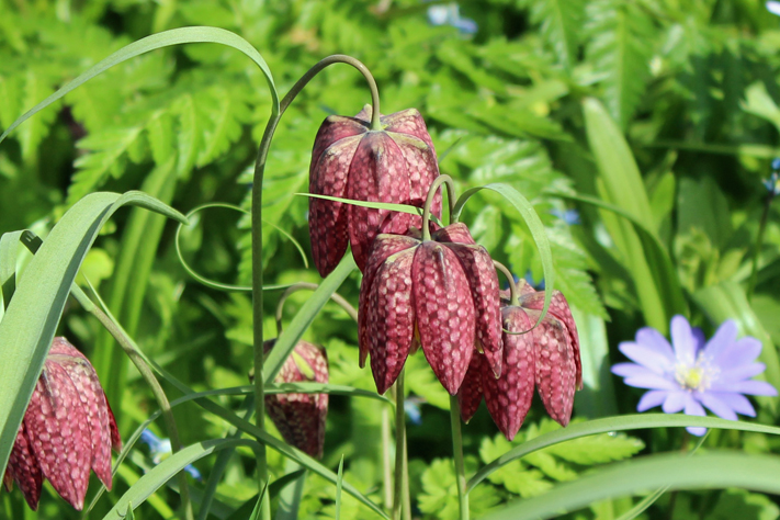 Snakeshead Fritillaries - Magdalen College, Oxford